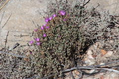 Lampranthus falcatus