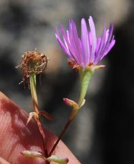 Lampranthus falcatus