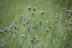 Verbena brasiliensis