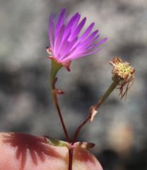 Lampranthus falcatus