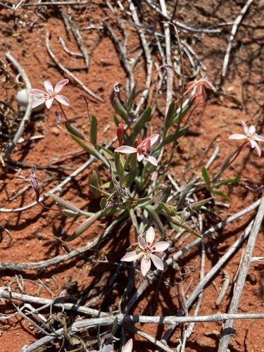 Image of Lapeirousia arenicola by (c) Matt Berger, some rights reserved (CC BY)