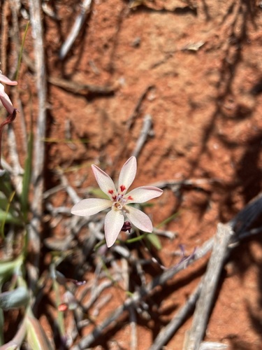 Image of Lapeirousia arenicola by (c) Matt Berger, some rights reserved (CC BY)