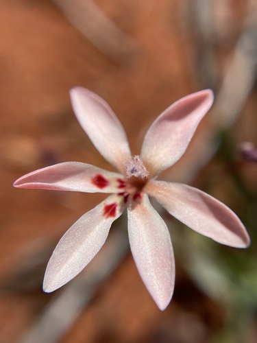 Lapeirousia arenicola