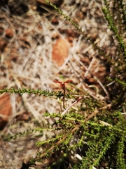 Jamesbrittenia atropurpurea