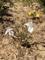 Moraea serpentina