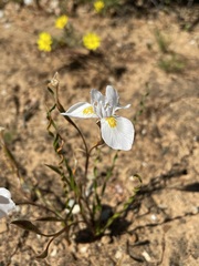 Moraea serpentina