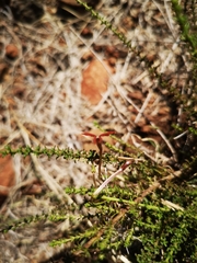 Jamesbrittenia atropurpurea