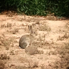 Oryctolagus cuniculus