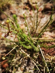 Jamesbrittenia atropurpurea