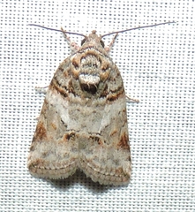 Garella vallata