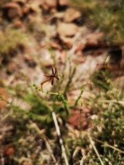 Jamesbrittenia atropurpurea