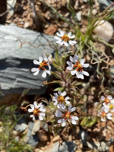 Image of Zaluzianskya pumila by (c) Matt Berger, some rights reserved (CC BY)