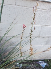 Hesperaloe parviflora