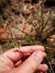 Jamesbrittenia atropurpurea