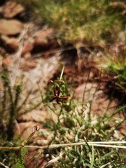 Jamesbrittenia atropurpurea