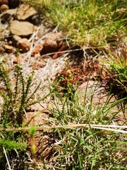 Jamesbrittenia atropurpurea