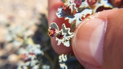 Euphorbia copiapina