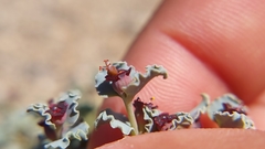 Euphorbia copiapina