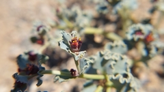 Euphorbia copiapina