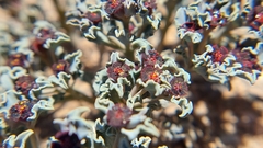 Euphorbia copiapina