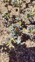 Euphorbia copiapina