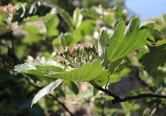 Aria umbellata