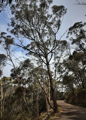 Eucalyptus blaxlandii