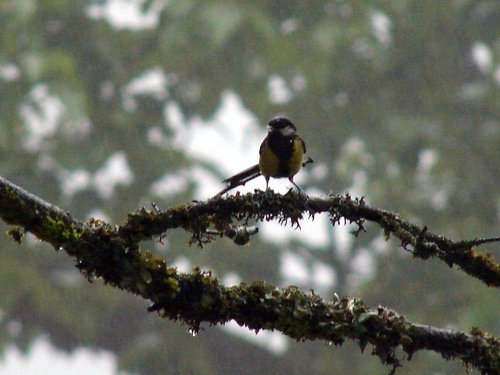 Parus monticolus