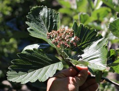 Aria umbellata