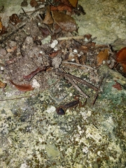 Centruroides sissomi