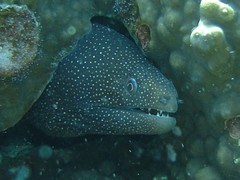 Gymnothorax meleagris