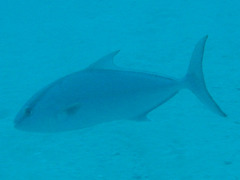 Seriola rivoliana
