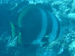 Platax orbicularis