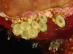 Perophora modificata