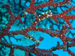 Chironephthya