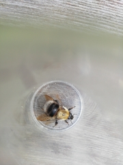 Bombus gerstaeckeri