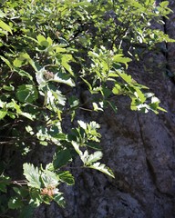 Aria umbellata