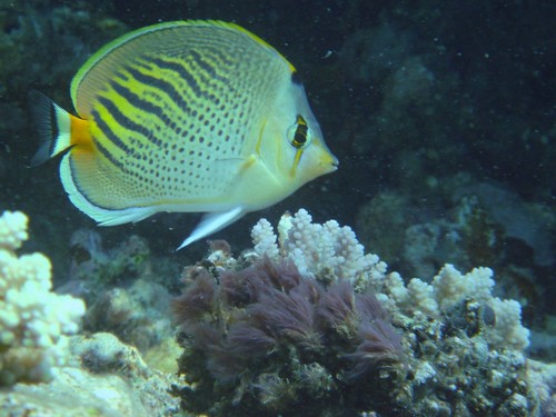 Dot and dash butterflyfish (Chaetodon pelewensis) — Chaetodontidae — 5