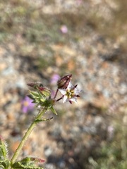 Trichodesma africanum
