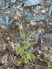 Trichodesma africanum