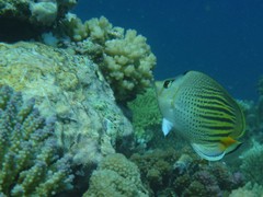 Chaetodon pelewensis