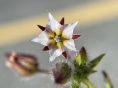 Trichodesma africanum