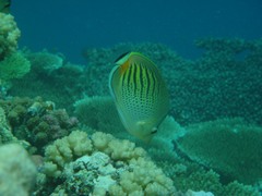 Chaetodon pelewensis