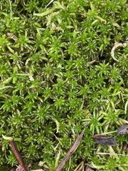 Sphagnum affine