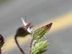 Trichodesma africanum