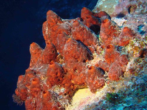 Theonella mirabilis