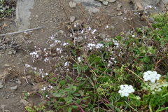 Gypsophila pacifica