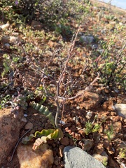 Trachyandra tortilis