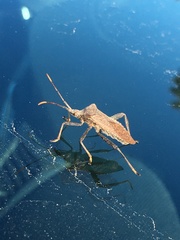 Acanthocephala terminalis