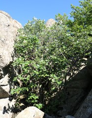 Aria umbellata